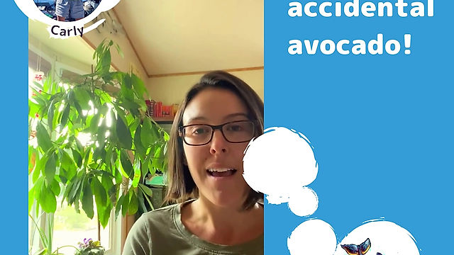 Carlys accidental avocado ARI Learning